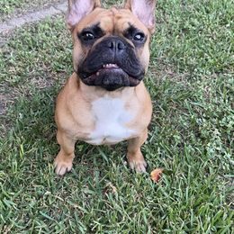 French Bulldogs from French Kiss Frenchies