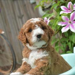Theo - Red  male Goldendoodle puppy in Russell Springs, Kentucky from Milk & Honey Doodles