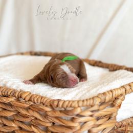 Green Colle Boy - Caramel red male Australian Labradoodle puppy in Thousand Oaks, California from Lovely Doodle Lane