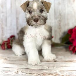 Miniature Schnauzer Puppies from Silver Sage Schnauzers