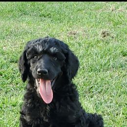 Poodle Puppies from Trisha's Poodles