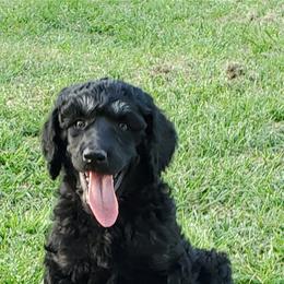 Poodle Puppies from Trisha's Poodles