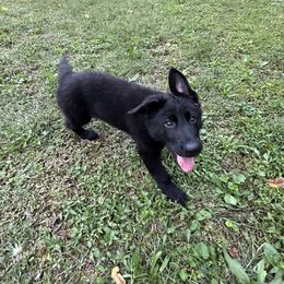 Red Collar Solid Black Male - Black male German Shepherd puppy in Kingsport, Tennessee from Royal Port K-9