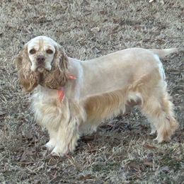 Lady - Cocker Spaniel