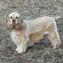 Lady - Cocker Spaniel