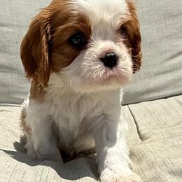 Cavalier King Charles Spaniels from Russell Cavailers