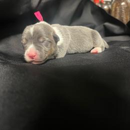 Girl 2 - Blue female Pembroke Welsh Corgi puppy in Ocala, Florida from Dolan Farms Corgis