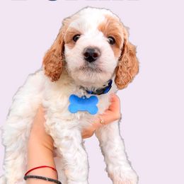Berlin - Blenheim Cavapoo puppy in Miami, Florida from 305.doods
