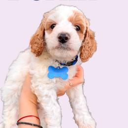 Berlin - Blenheim Cavapoo puppy in Miami, Florida from 305.doods