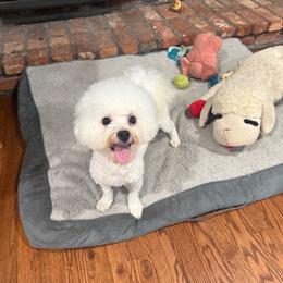 Tyson - White and buff male Bichon Frise puppy in Berlin, New Jersey from Charmed Bichons