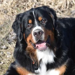 Major - Bernese Mountain Dog