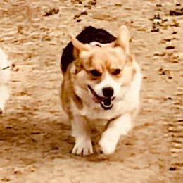 Pembroke Welsh Corgi Puppies from Boehm’s Pembroke corgis