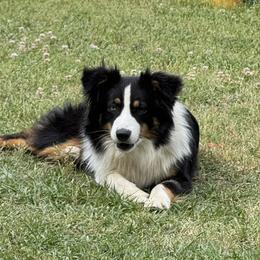 Australian Shepherd and Cavapoo All Grown Up from Dubose Kennels
