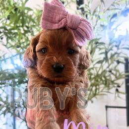 Girl 3 - female Cavapoo puppy in West Jordan, Utah from Ruby's Cavapoos