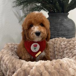 Max - Red  male Goldendoodle puppy in Anaheim, California from Doodles