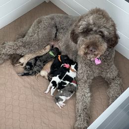 Goldendoodle Puppies from Ivie Mountain Doodles