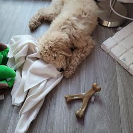Bernedoodle Puppies from Bruce and Emma Doodles