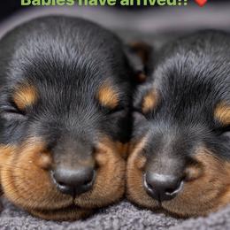 Boy 1 - Blue and rust male Doberman Pinscher puppy in Mc Cook, Nebraska from Morningstar Kennel