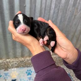 Cowboy - Tri-color male Bernedoodle puppy in Yuba City, California from Ranch House Doodles
