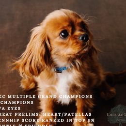 Princeton  - Cavalier King Charles Spaniel
