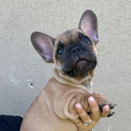 French Bulldog Puppies from OMG FRENCHIES