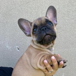 French Bulldog Puppies from OMG FRENCHIES