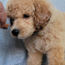 Girl 3 - Poodle puppy in Lebanon, Oregon from E-Lattion Miniature Poodles LLC