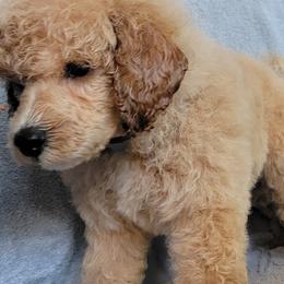 Girl 3 - Poodle puppy in Lebanon, Oregon from E-Lattion Miniature Poodles LLC