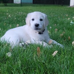 Girl 5 - Golden Golden Retriever puppy in East Hartford, Connecticut from Cherry Hollow Goldens
