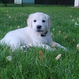 Girl 5 - Golden Golden Retriever puppy in East Hartford, Connecticut from Cherry Hollow Goldens