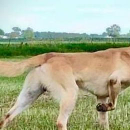 Labrador Retrievers from Wolf Den Retrievers
