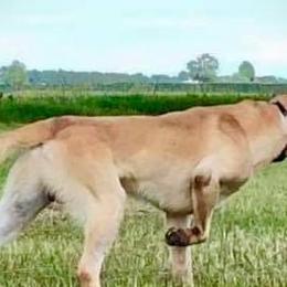 Labrador Retrievers from Wolf Den Retrievers