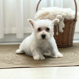 Breeze - White female West Highland White Terrier puppy in Bowling Green, Kentucky from Tiffany's Papillons