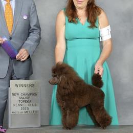 BJ - Poodle