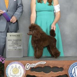 BJ - Poodle