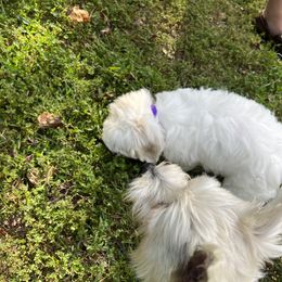 Coton de Tulear Puppies from Smoky Mountains Cotons