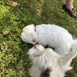 Coton de Tulear Puppies from Smoky Mountains Cotons