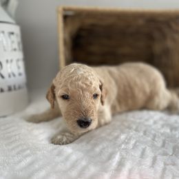 Sheepadoodle Puppies from Smokey Mountain Sheepadoodles