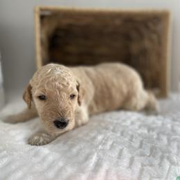 Sheepadoodle Puppies from Smokey Mountain Sheepadoodles