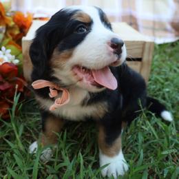 Honey (Pink Bow) - Tri-color female Bernese Mountain Dog puppy in Middlesex, North Carolina from Willow Springs Doodles & Berners