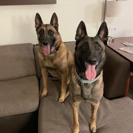 Belgian Malinois from Claudette Fischer's Belgian Malinois