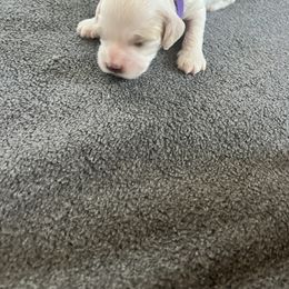 Cockapoo Puppies from Brevard County Cockapoos