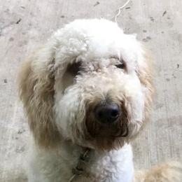 Lady - Goldendoodle
