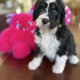 Honney - Tri-color female Bernedoodle puppy in Carlotta, California from Lost Coast Bernese Mountain Dogs
