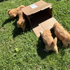 Boerboel and Nova Scotia Duck Tolling Retriever Puppies from Voyageur Kennels