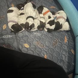 German Shorthaired Pointer Puppies from Ellis kennels