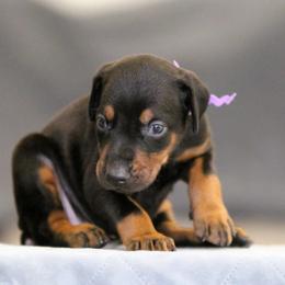 Syrax - 5350 - Black and rust female Doberman Pinscher puppy in Rockwall, Texas from Elitehaus