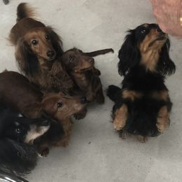 Dachshund Puppies from Scanpoint