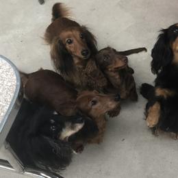 Dachshund Puppies from Scanpoint