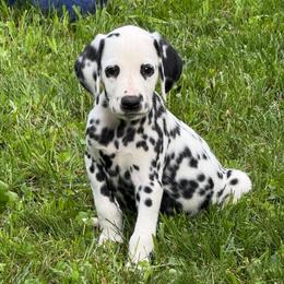 Dollar Show potential - White and black male Dalmatian puppy in Newfoundland, Pennsylvania from Poconopaws